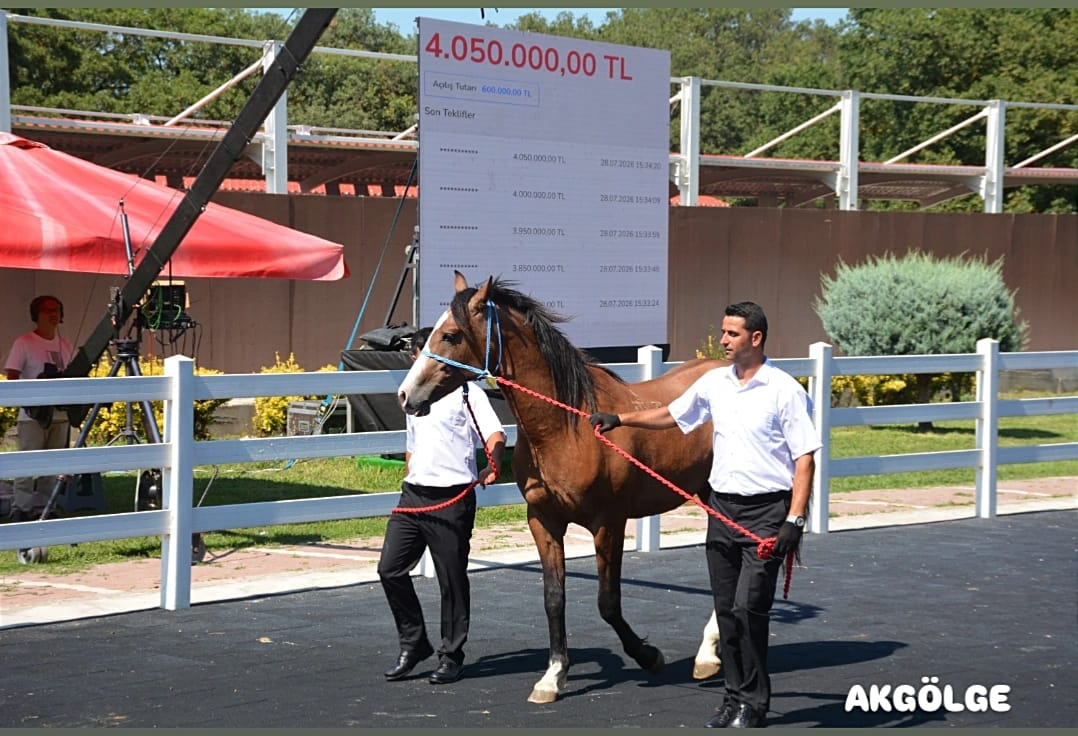 TİGEM’İN DÖRDÜNCÜ KOŞU TAYI SATIŞINDA ÜÇ FARKLI KATEGORİDE REKOR KIRILDI